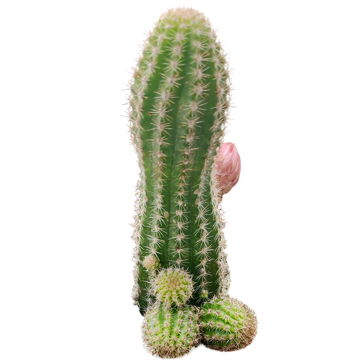 Peanut Cactus Echinopsis