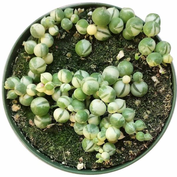 Variegated String Of Pearls