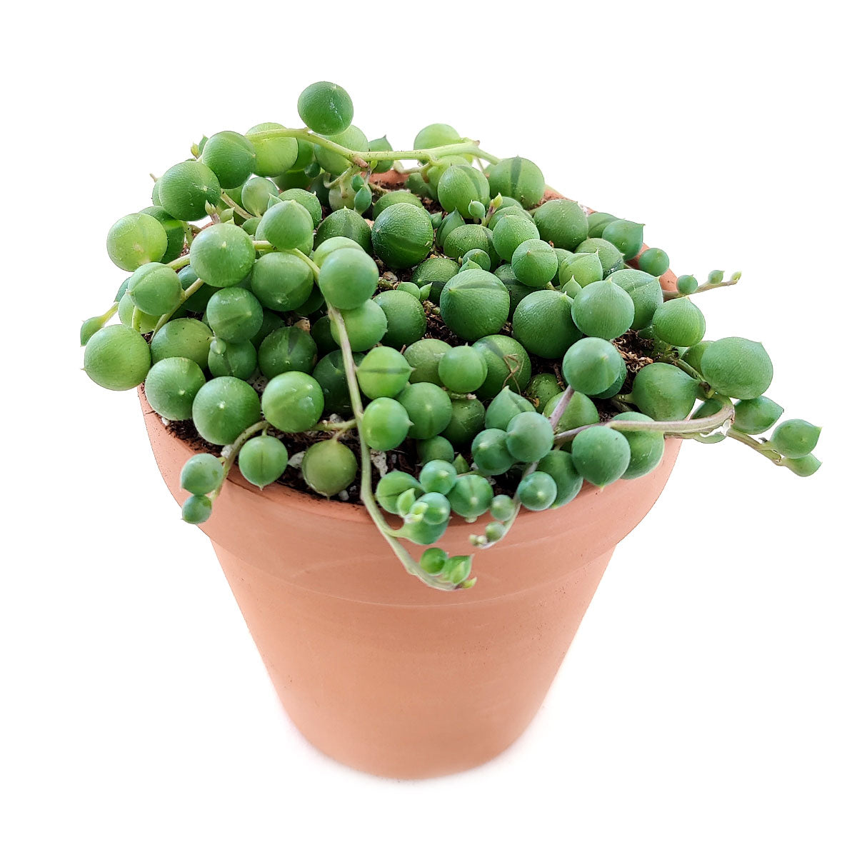 String Of Pearls Senecio Rowleyanus