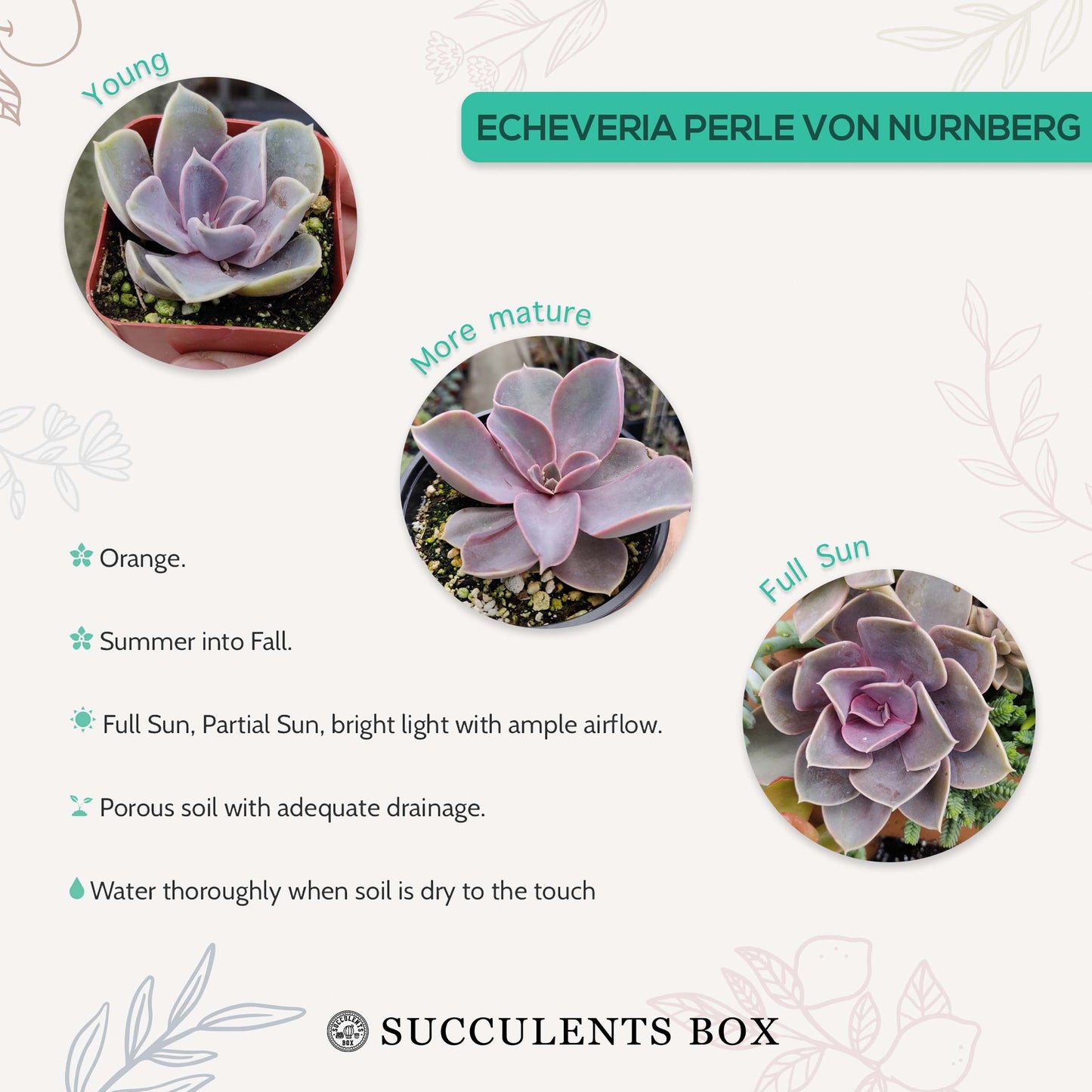 Echeveria Perle Von Nurnberg