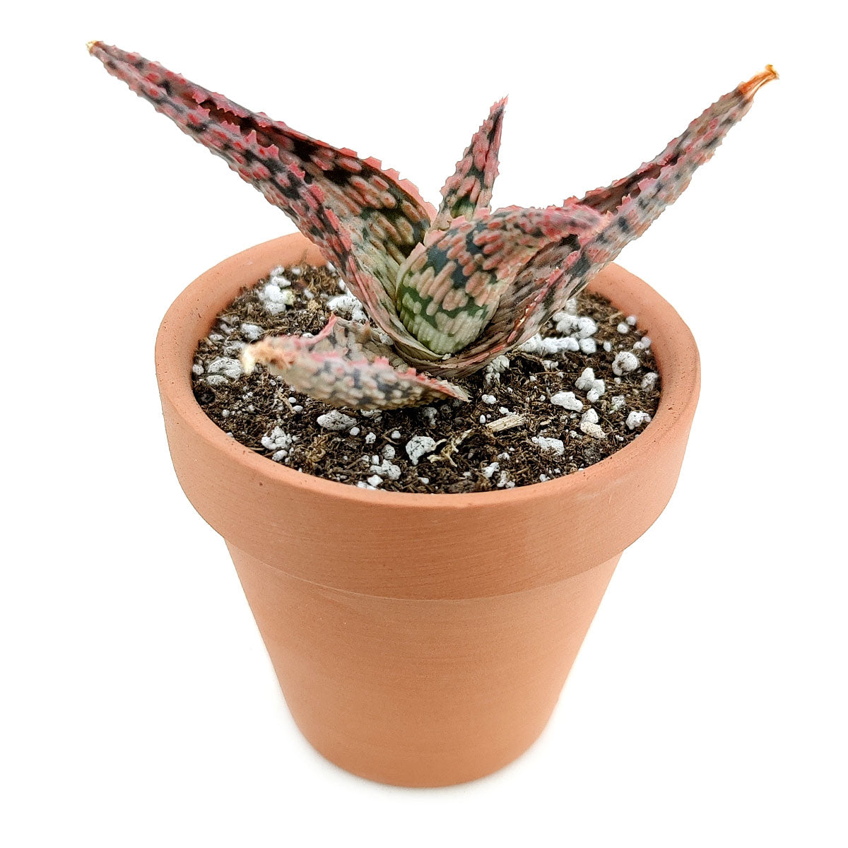 Pink Blush Aloe Succulent