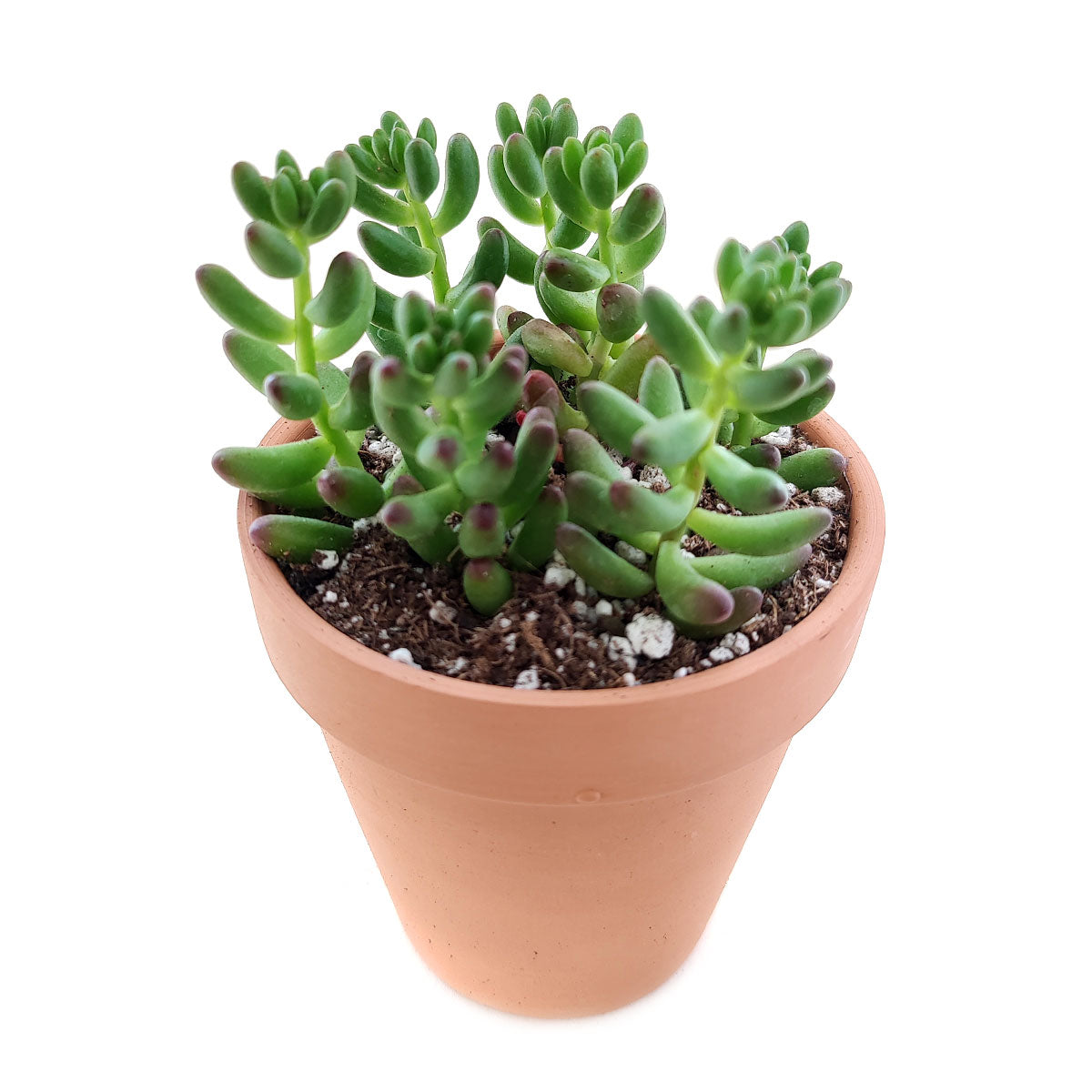 Pink Jelly Bean Sedum