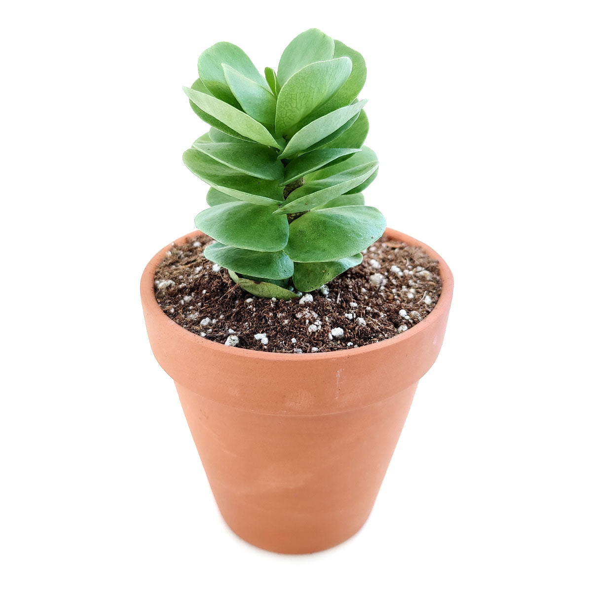 Portulaca Molokiniensis