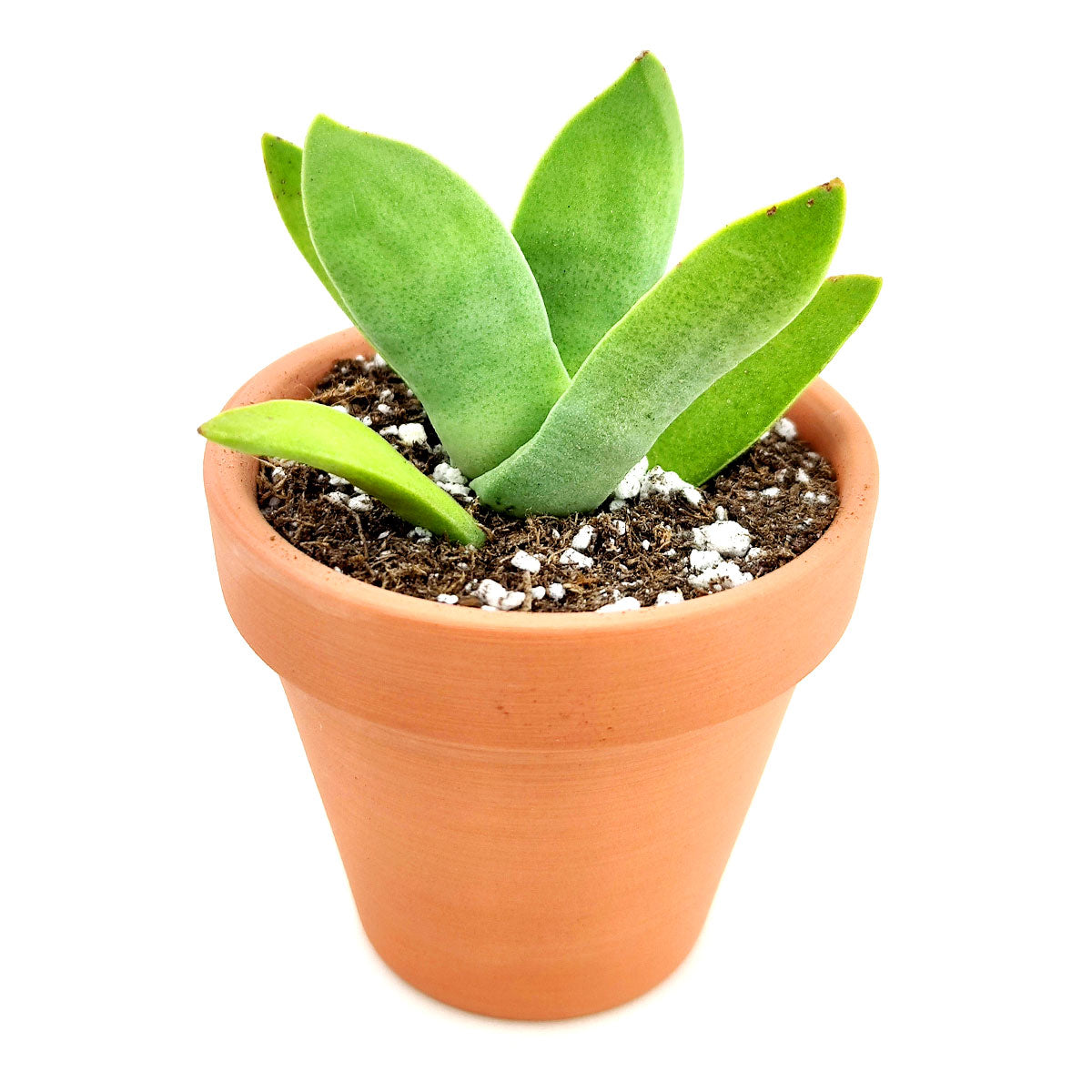 Crassula Falcata Propeller Plant