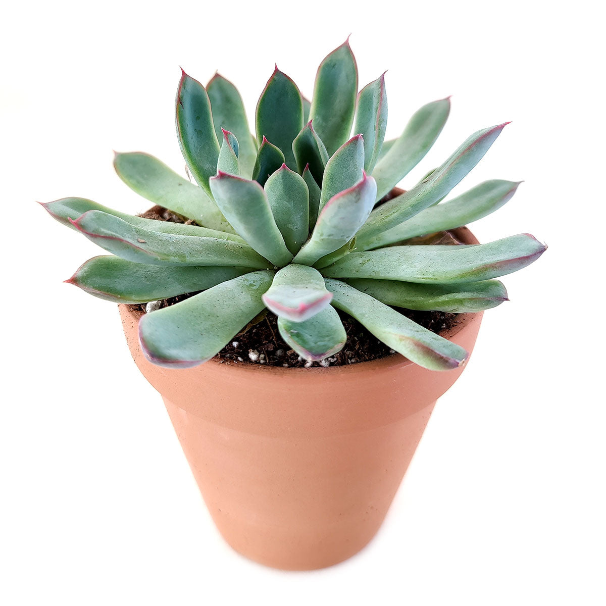 Echeveria Pulidonis Succulent