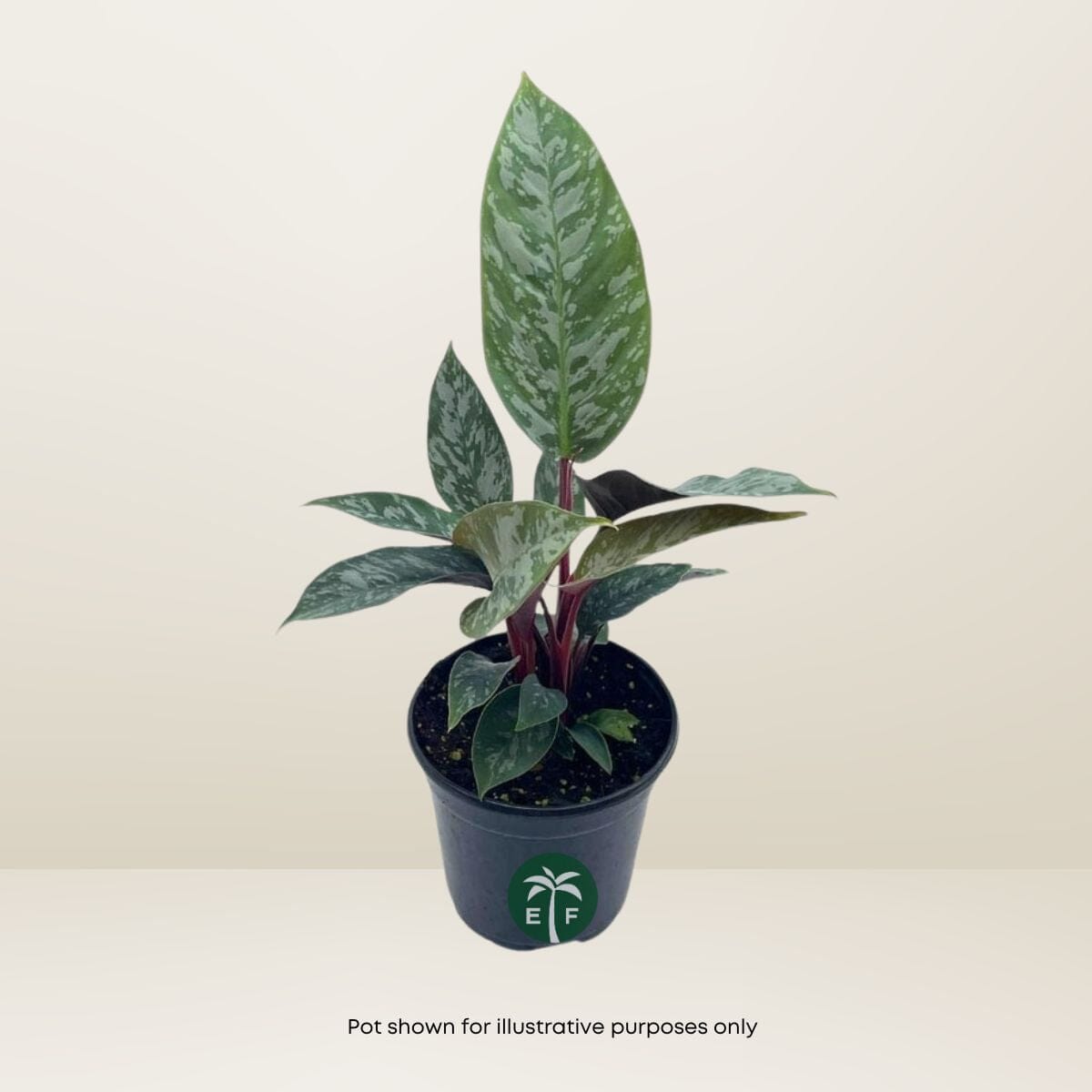 Purple Sword Apoballis Lavallaei - Rare Tropical Plant