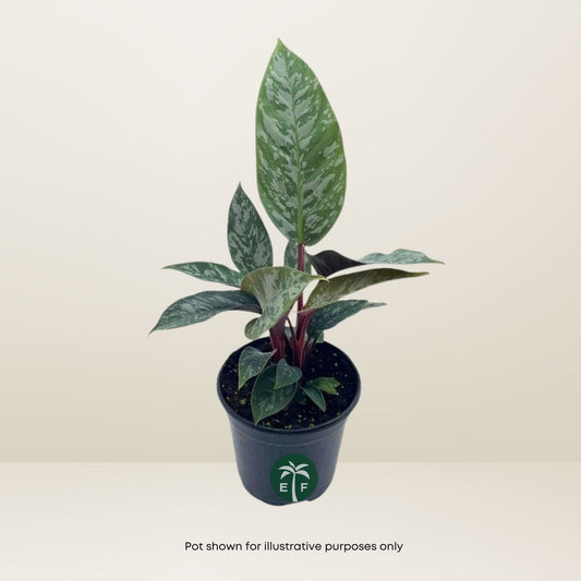 Purple Sword Apoballis Lavallaei - Rare Tropical Plant