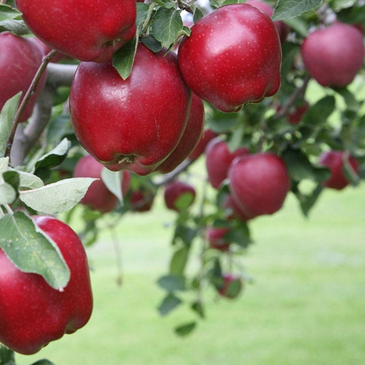 Apple Tree 'Red Delicious' (Zones 5 to 8)