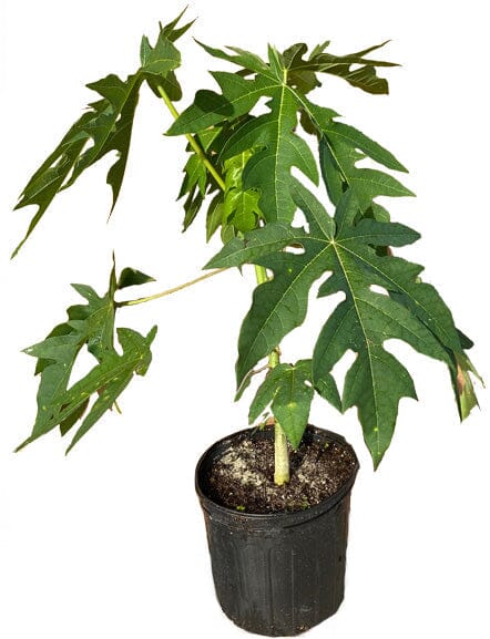 Maradol Red Dwarf Papaya Tree
