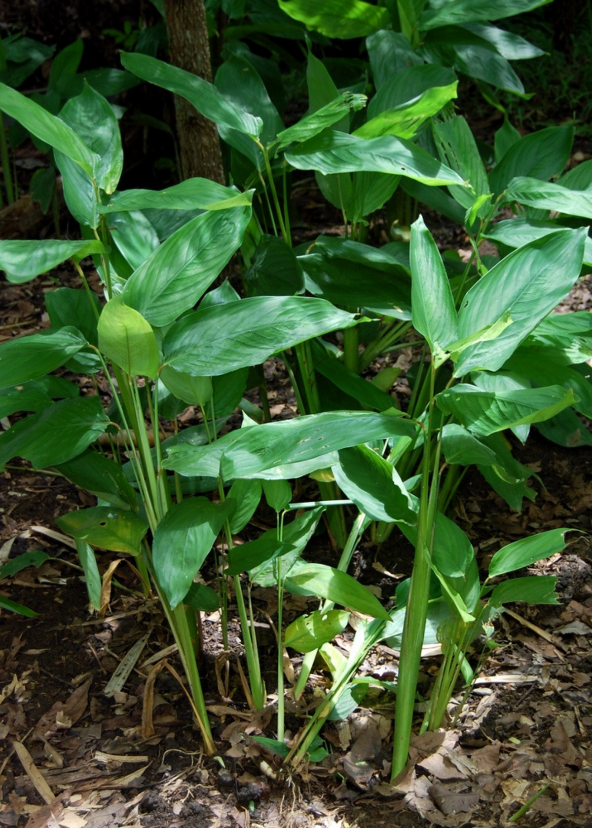 Arrowroot Types Arrowroot (Maranta arundinacea) – Lovehopegrow