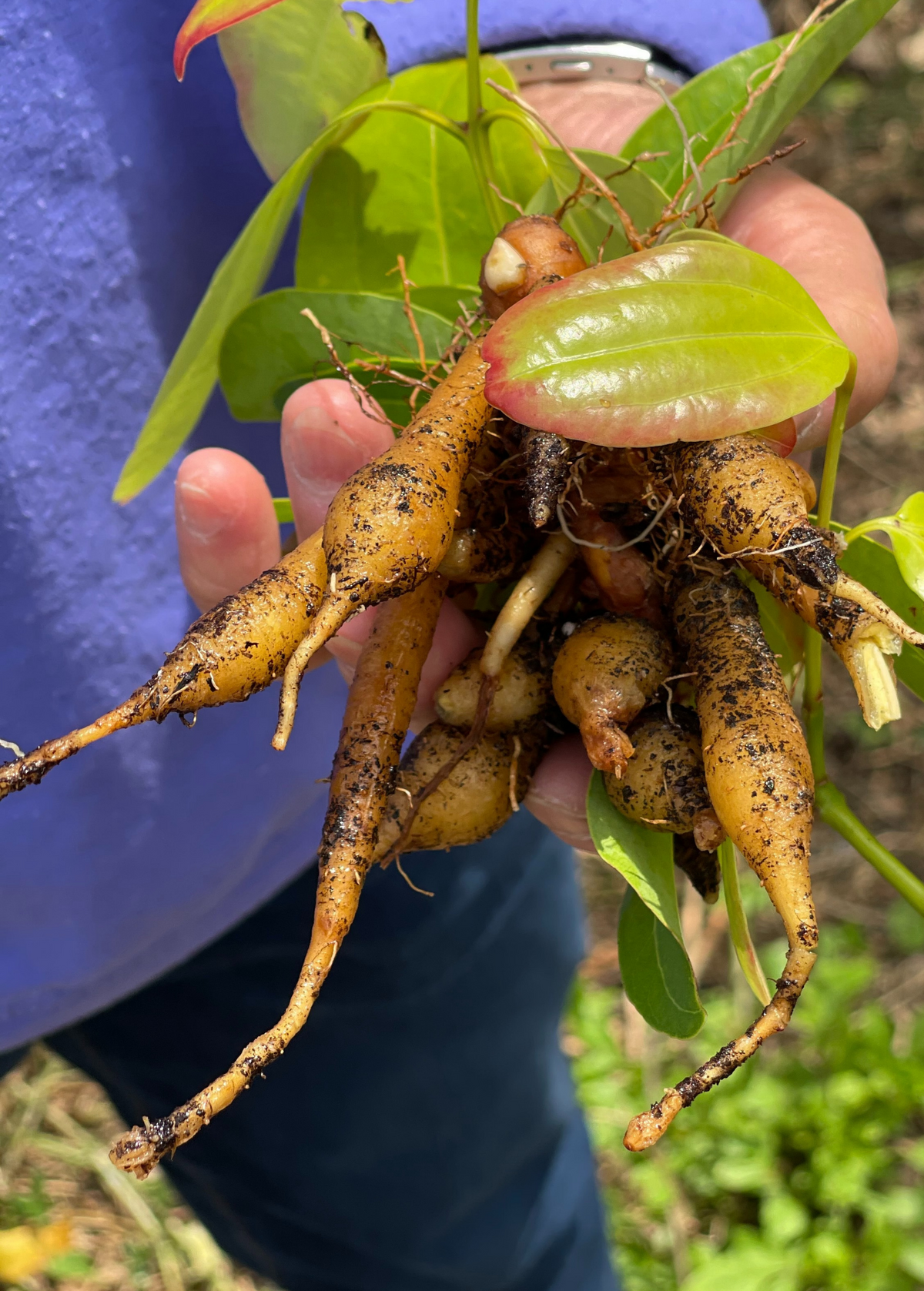 Arrowroot Types Arrowroot (Maranta arundinacea) – Lovehopegrow