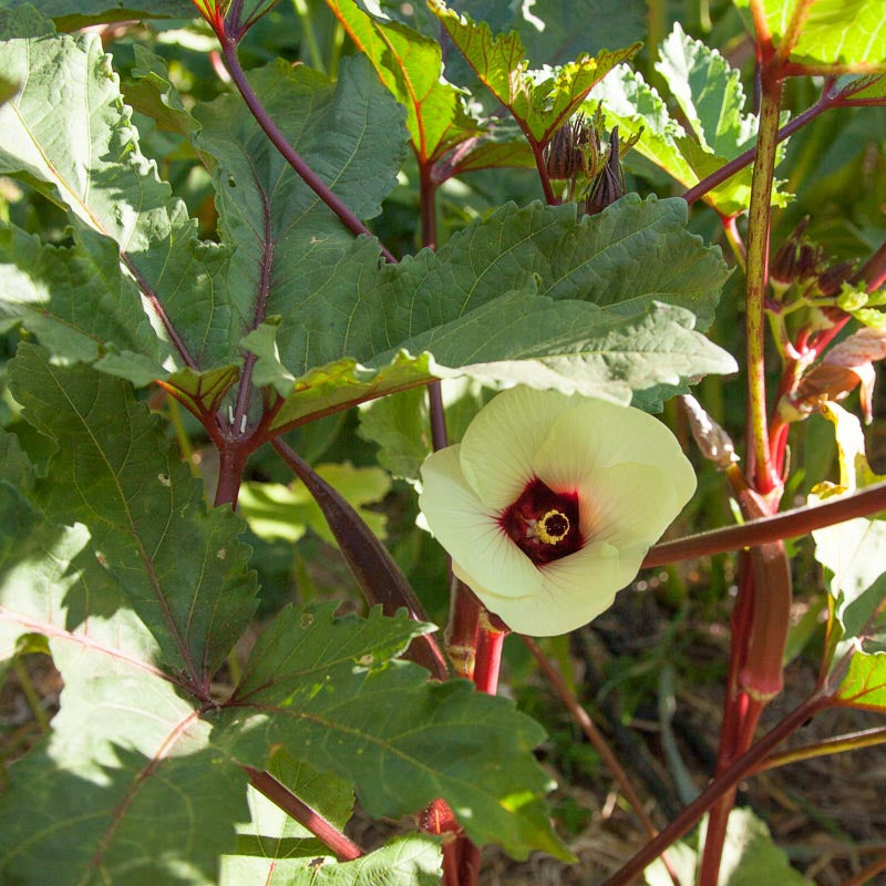 Burgundy Okra Seeds (Organic)