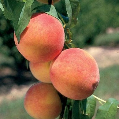 Peach Tree 'Red Haven' (Zones 5 to 9)