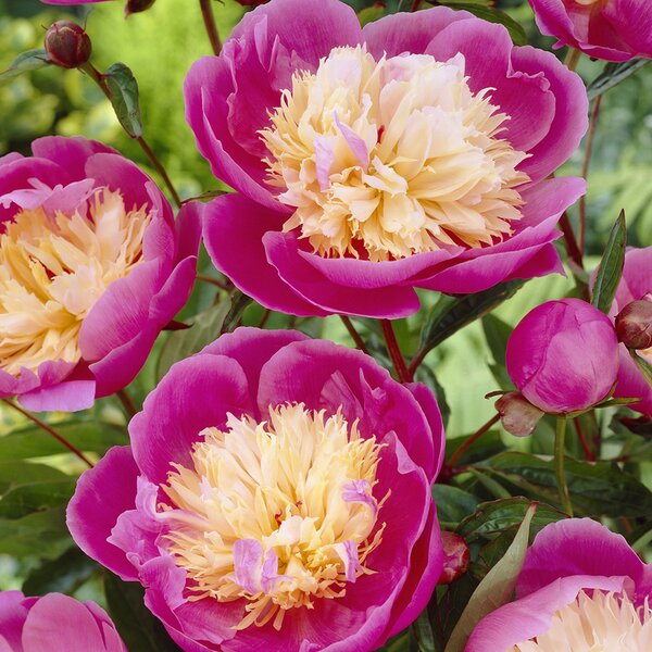 Peony 'Bowl of Beauty'