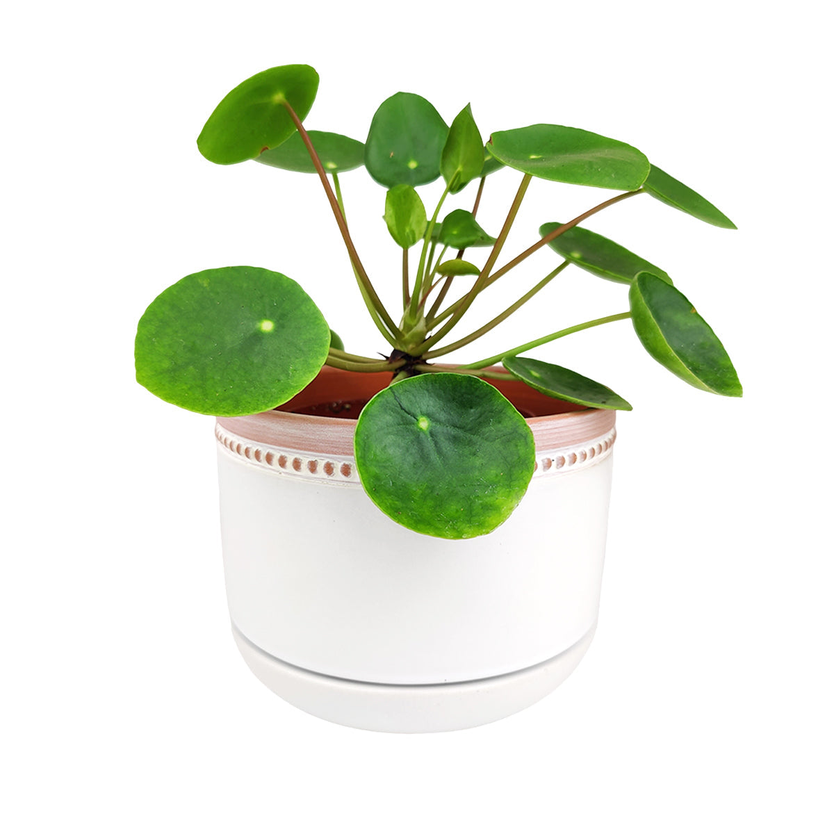 6 inch White Ceramic Bowl Planter with Coral Rim