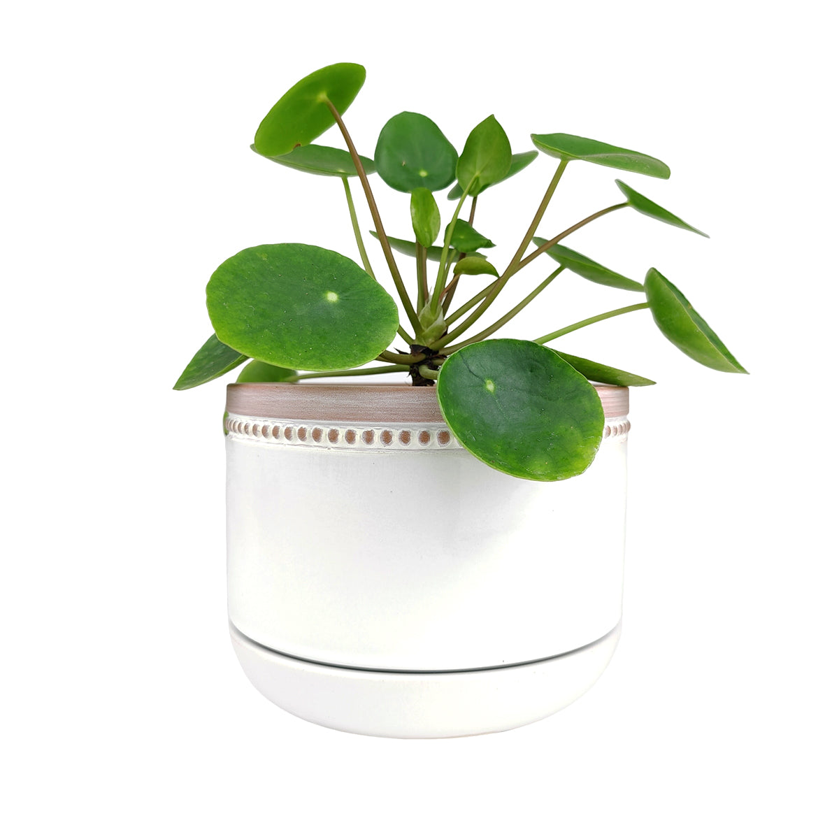 6 inch White Ceramic Bowl Planter with Coral Rim