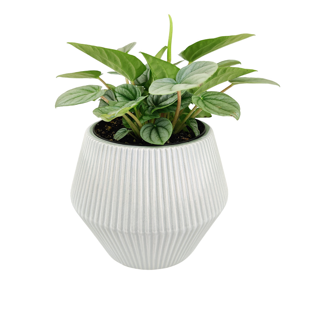 6 inch White Glazed Geometric Striped Ceramic Planter