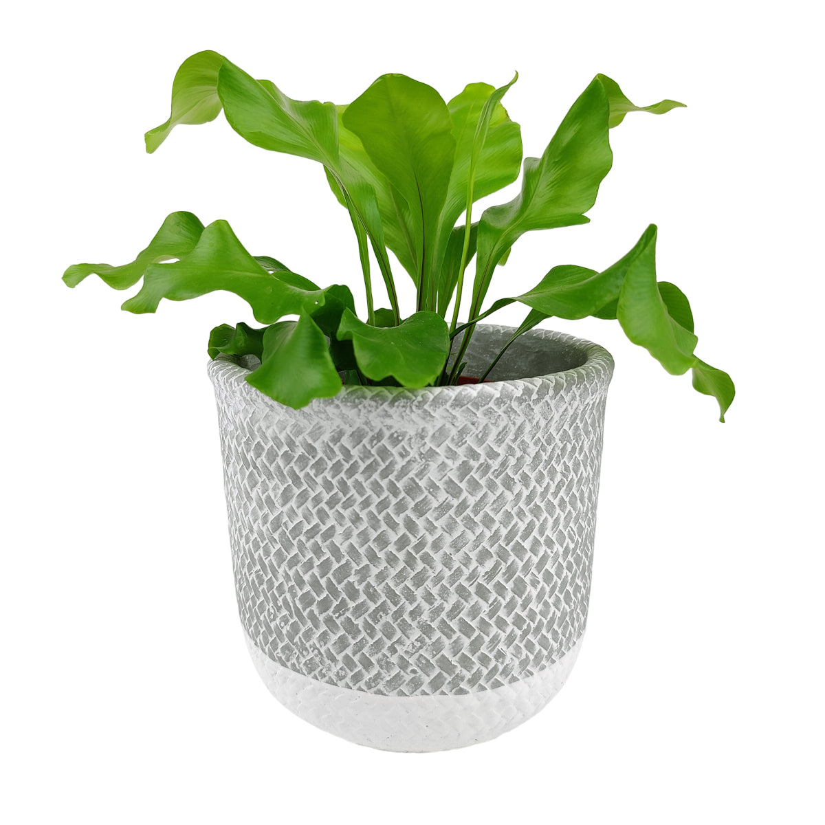 6 inch Reed Grey Round Cement Planter