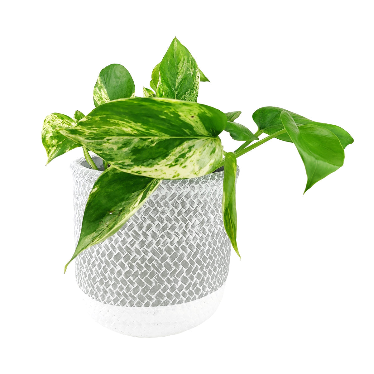 6 inch Reed Grey Round Cement Planter