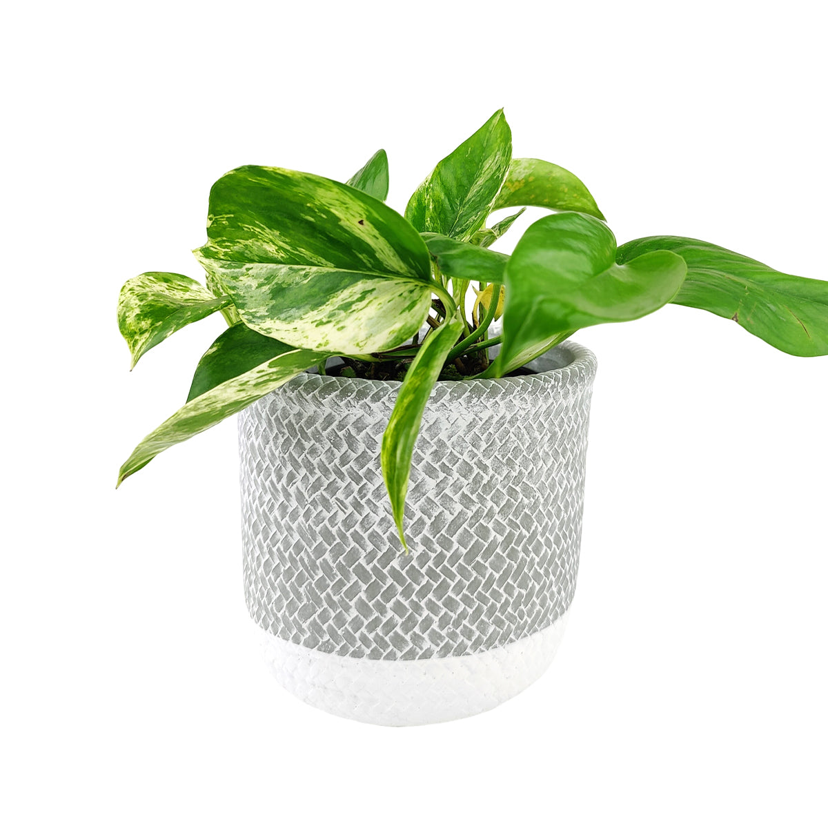 6 inch Reed Grey Round Cement Planter