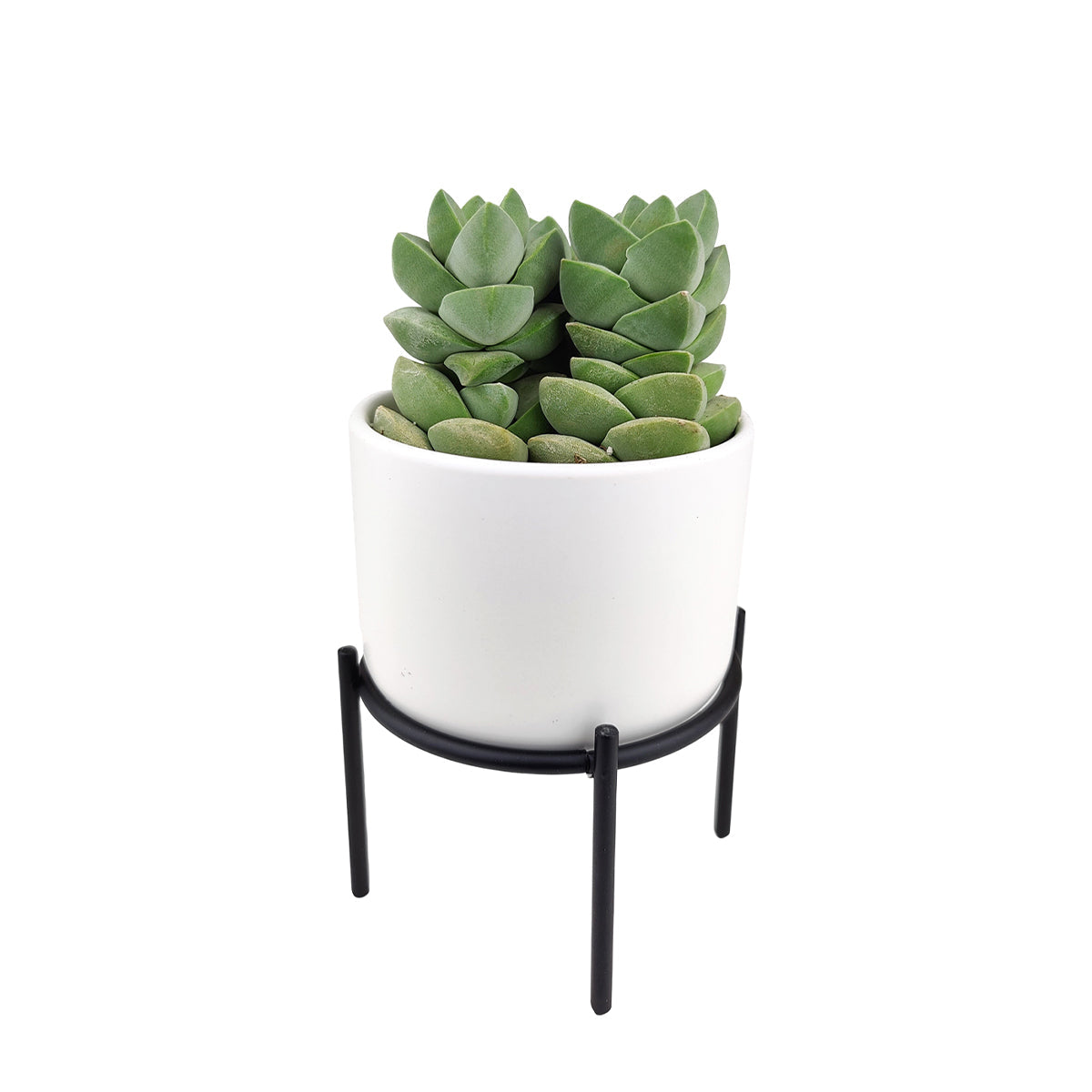 4 inch Solid White Ceramic Planter with Metal Stand