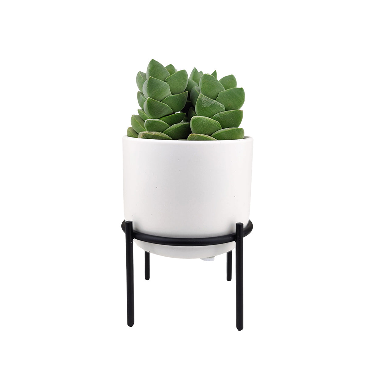 4 inch Solid White Ceramic Planter with Metal Stand