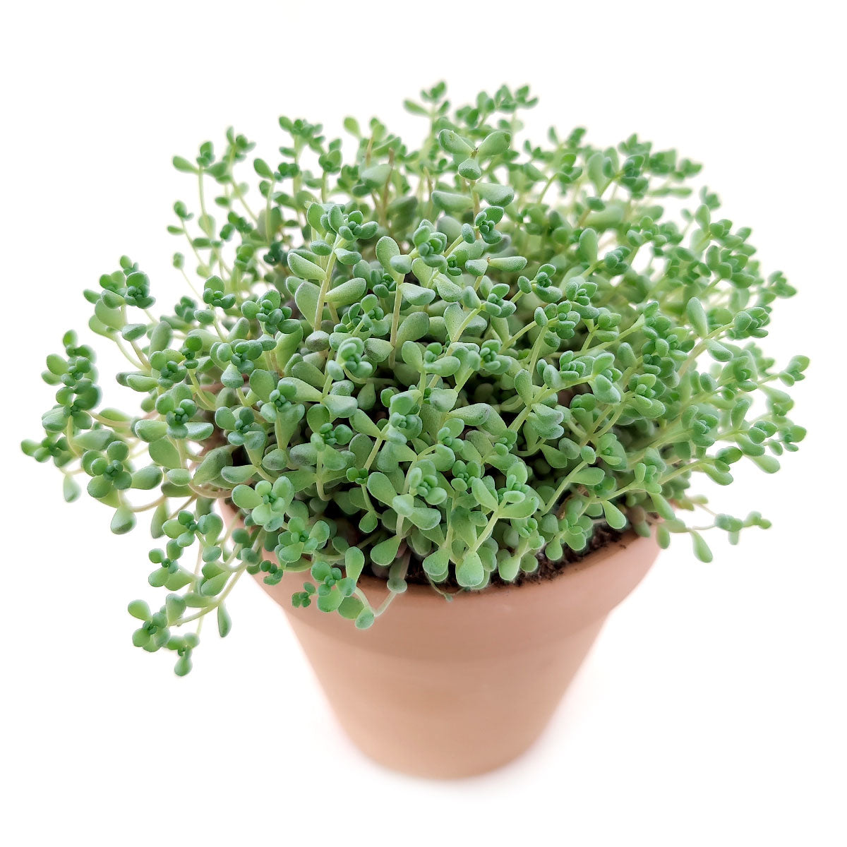 Sedum Minor Succulent