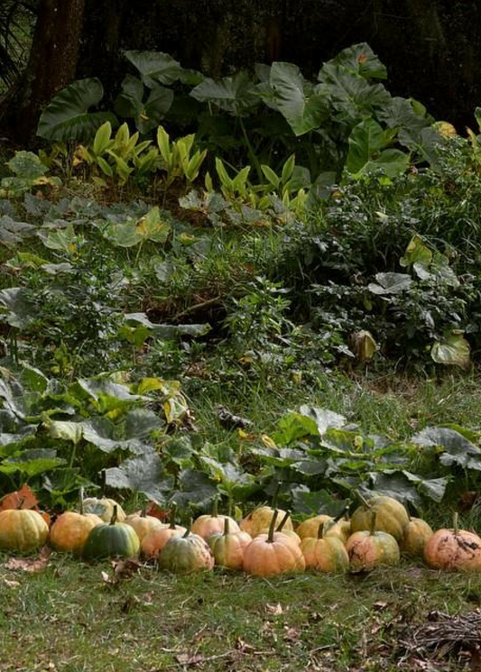 Seminole Pumpkin (Cucurbita moschata)