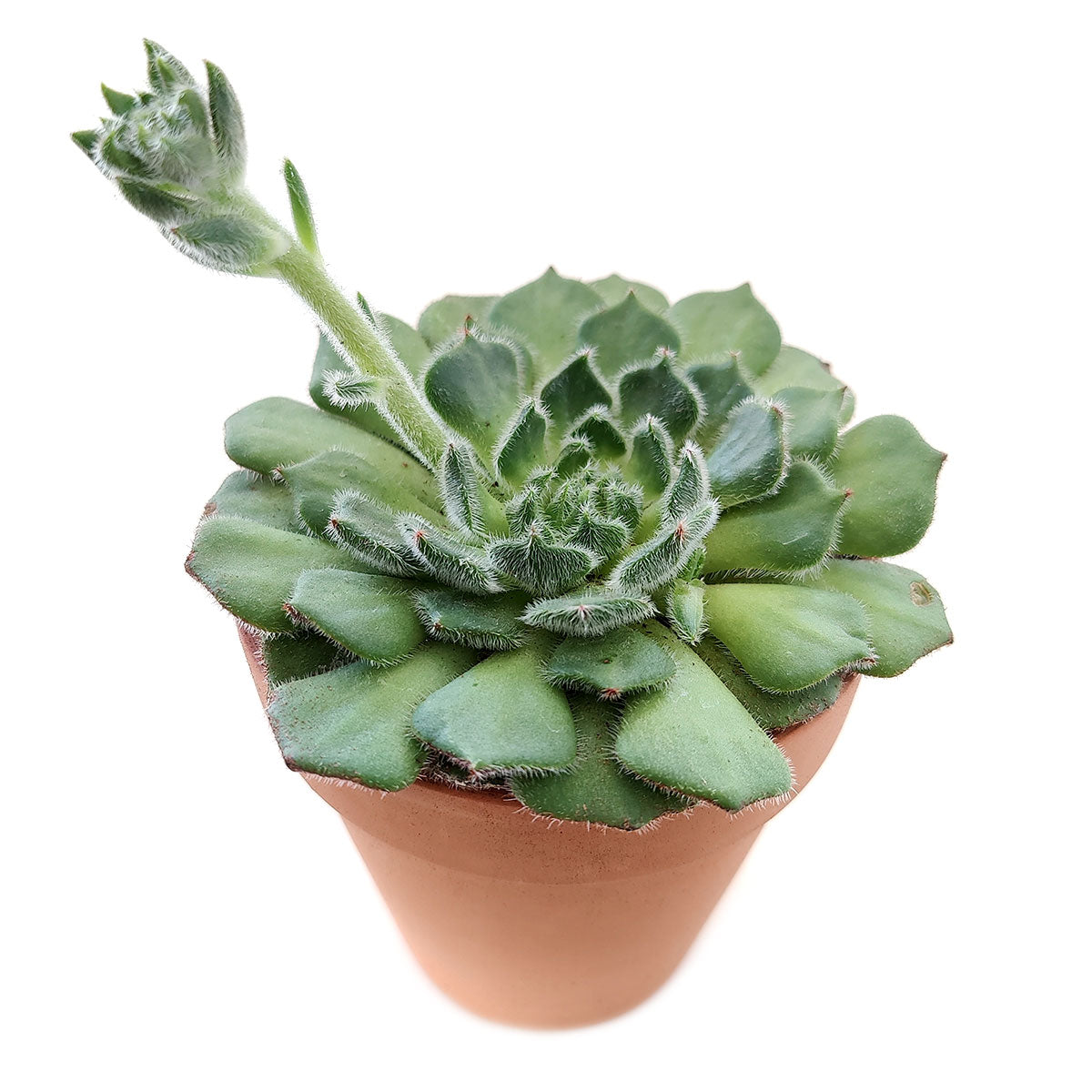 Echeveria Setosa Var. Ciliata