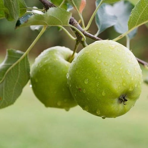 Apple Tree 'Granny Smith' (Zones 5 to 9)