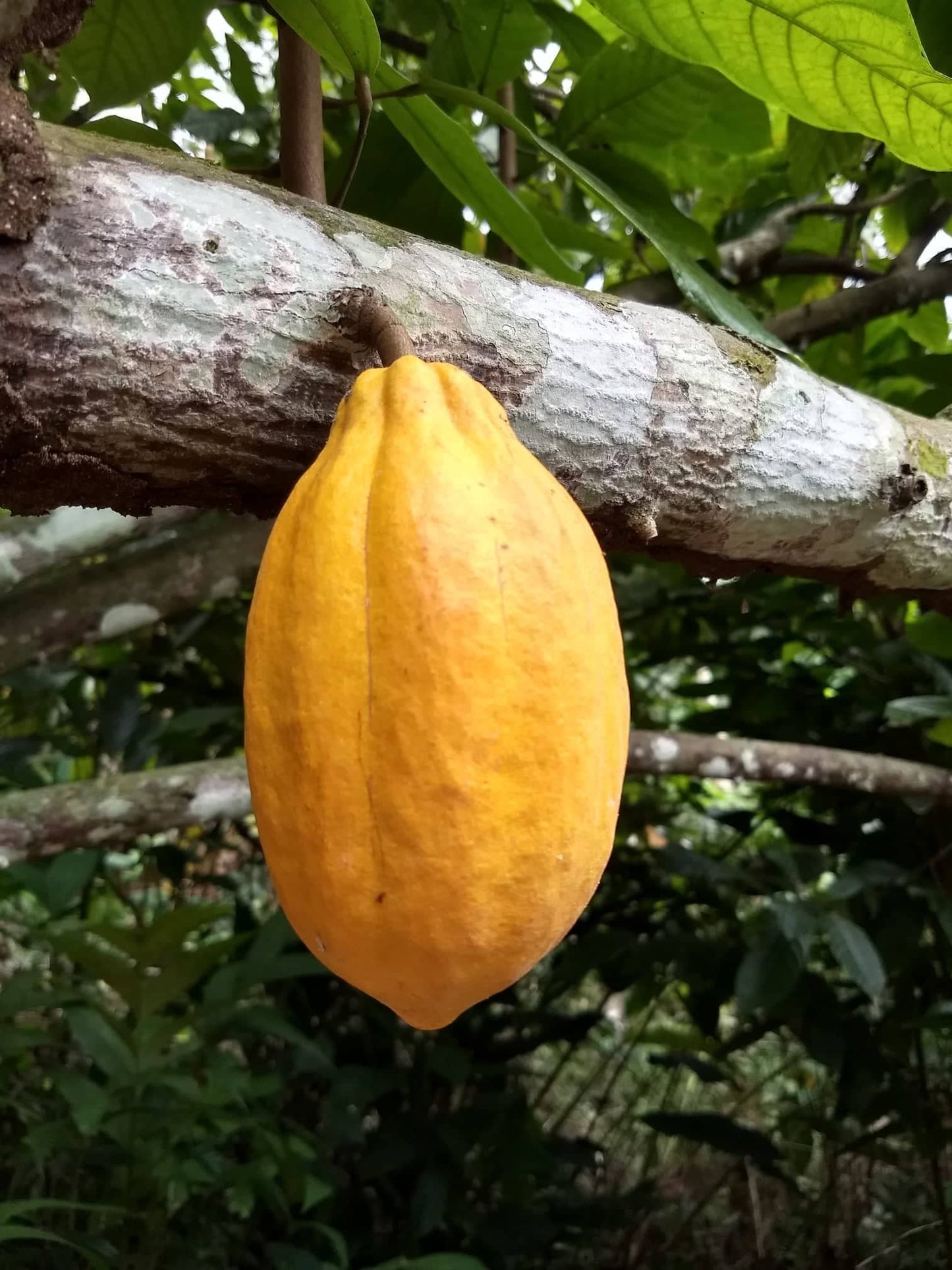 Forastero Cacao Chocolate Tree