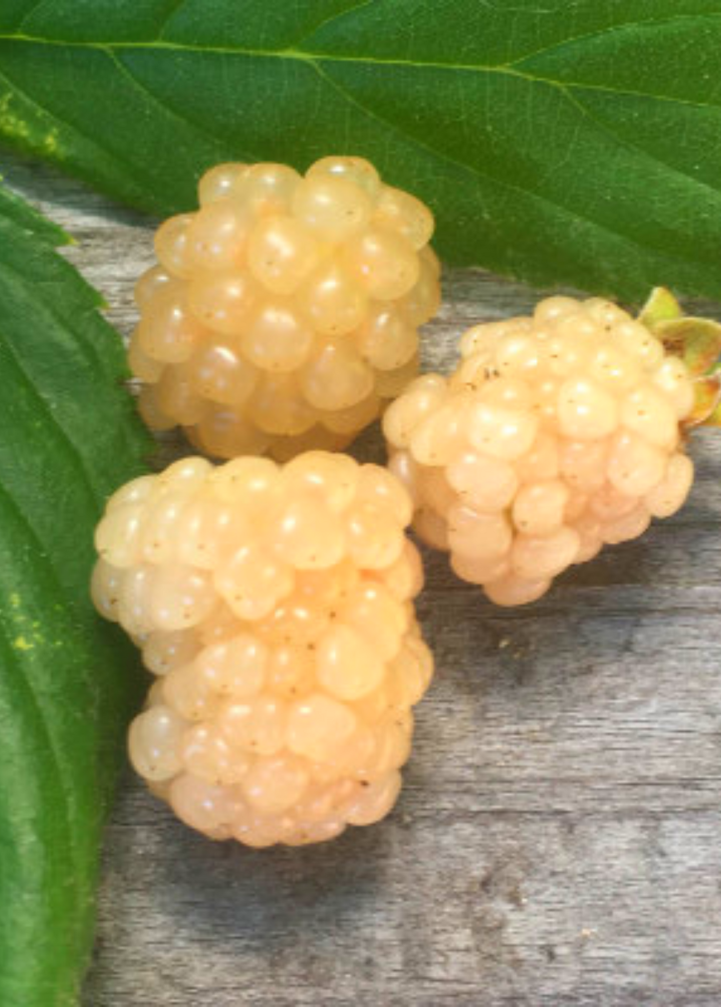 Blackberry 'Snowbank White' (Rubus)