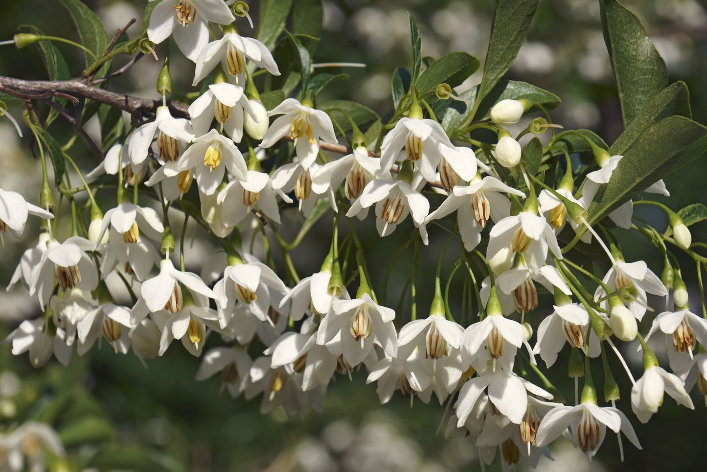 Japanese Snowbell