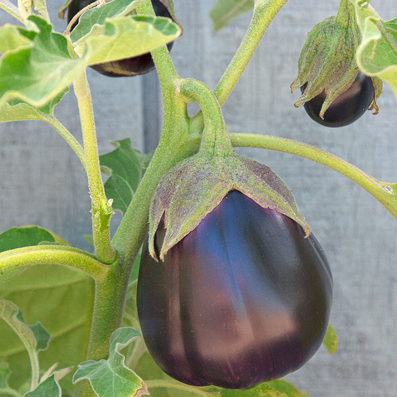 Black Beauty Eggplant Seeds (Organic)