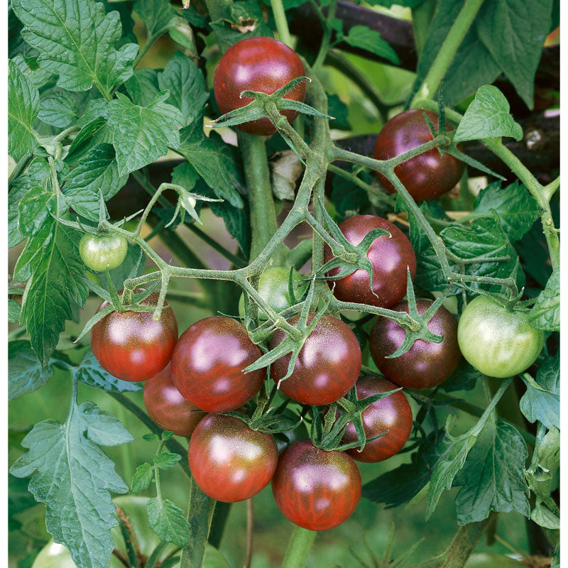 Black Cherry Cherry Tomato Seeds (Organic)