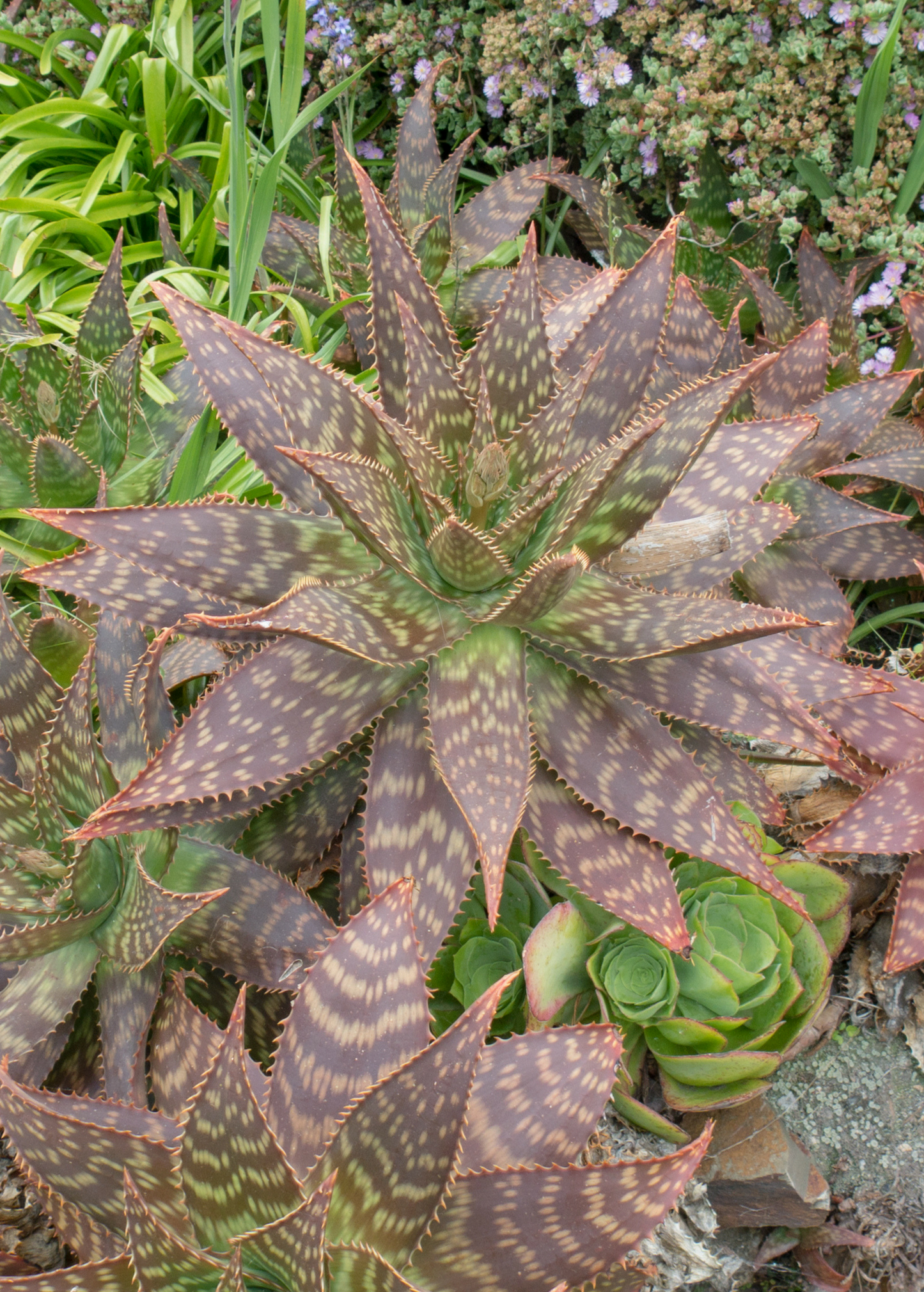Soap Aloe (Aloe maculata)