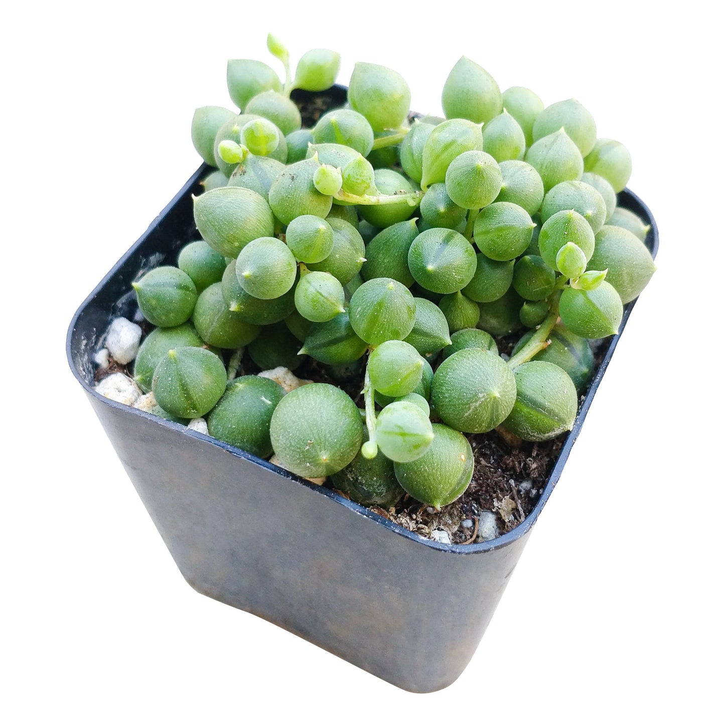 String Of Pearls Senecio Rowleyanus