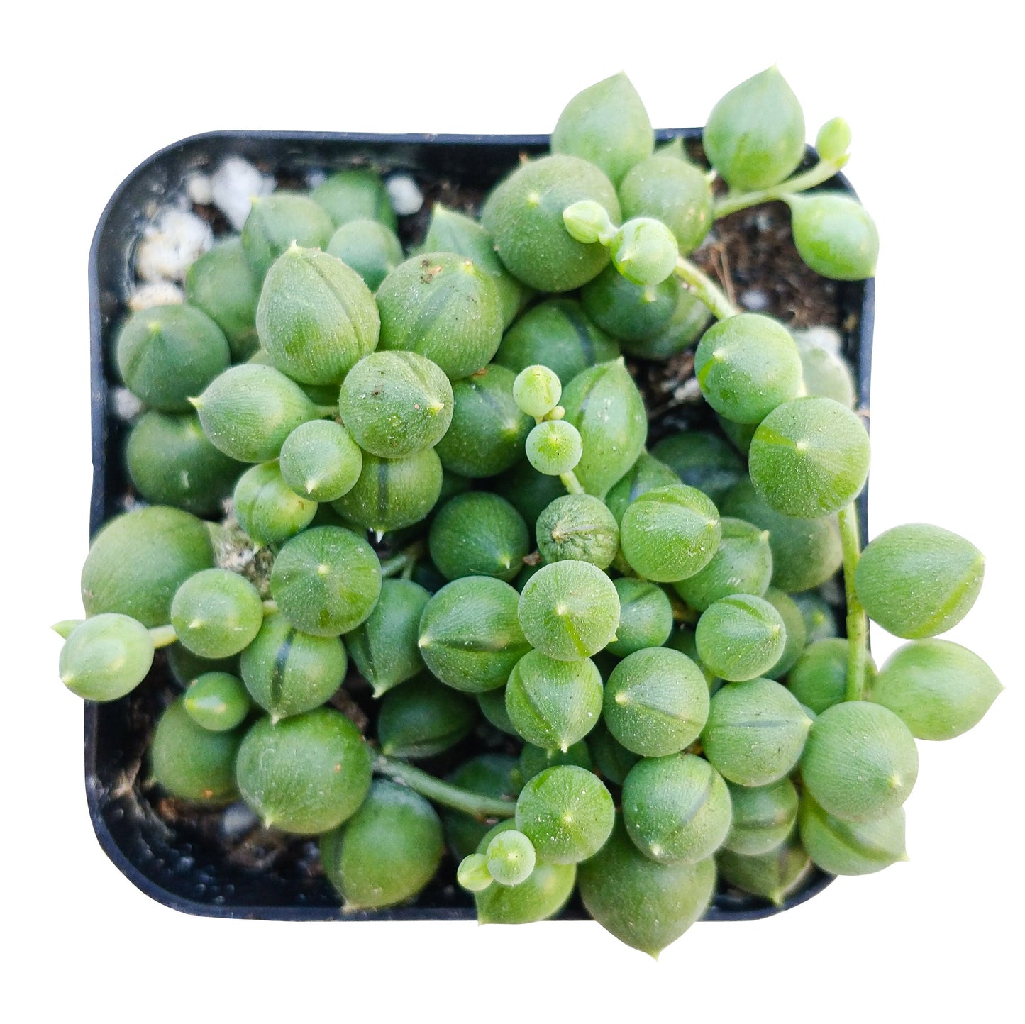 String Of Pearls Senecio Rowleyanus