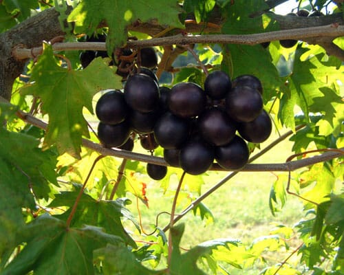 Southern Home Muscadine Hybrid Super Sweet Grape Plant