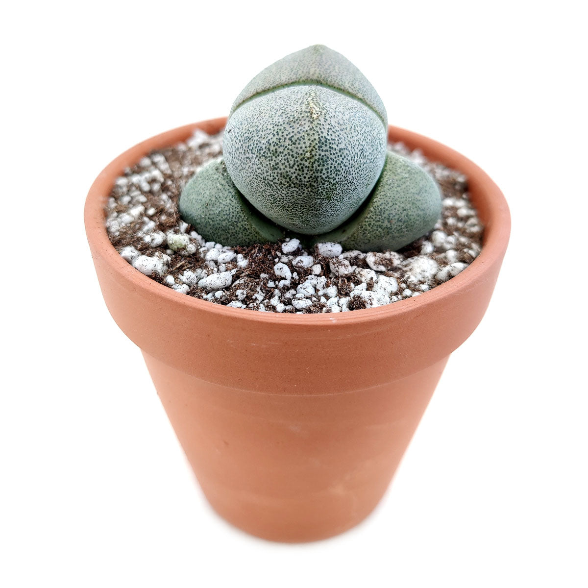 Split Rock Pleiospilos Nelii