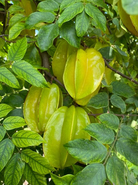 Kary Star Fruit Carambola Fruit Tree, Grafted