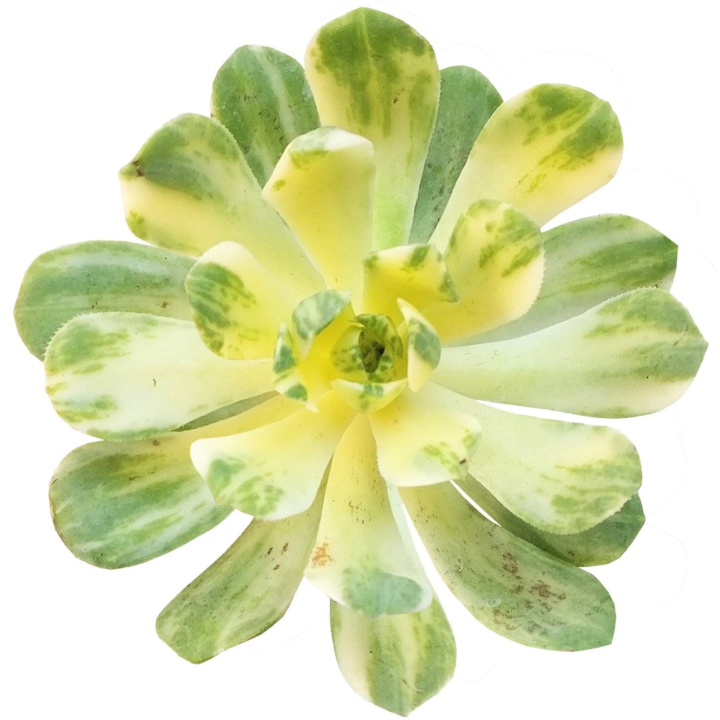 Aeonium Suncup Variegata