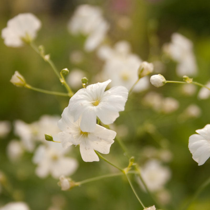 Baby's Breath (1/4 lb)