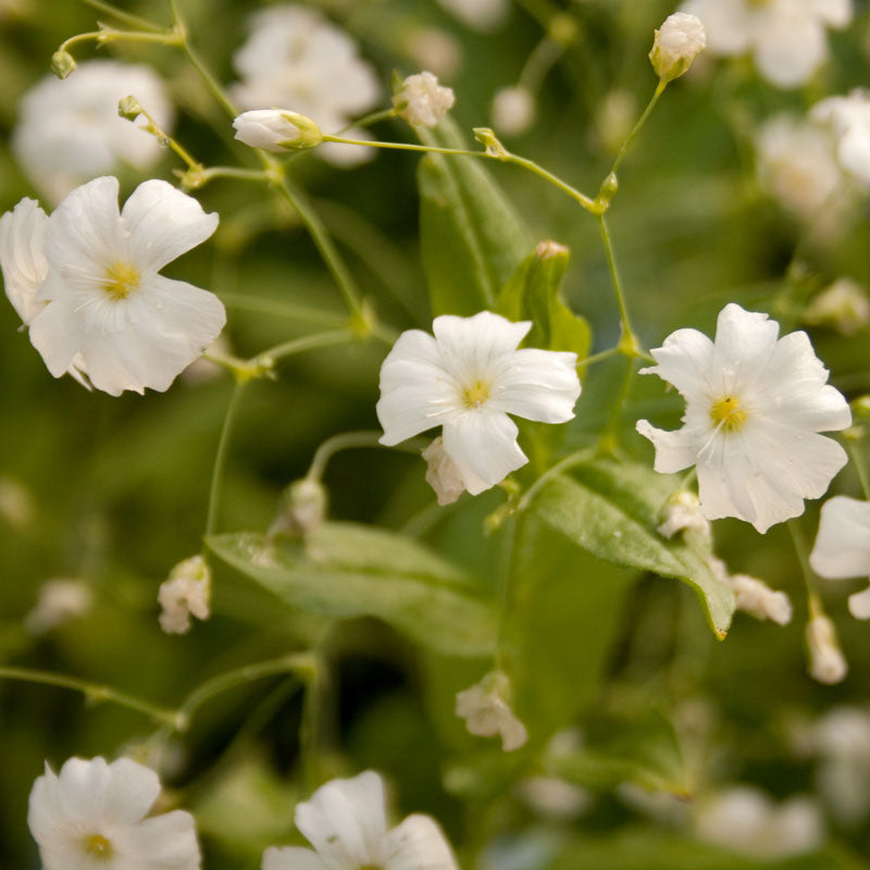 Baby's Breath (1/4 lb)