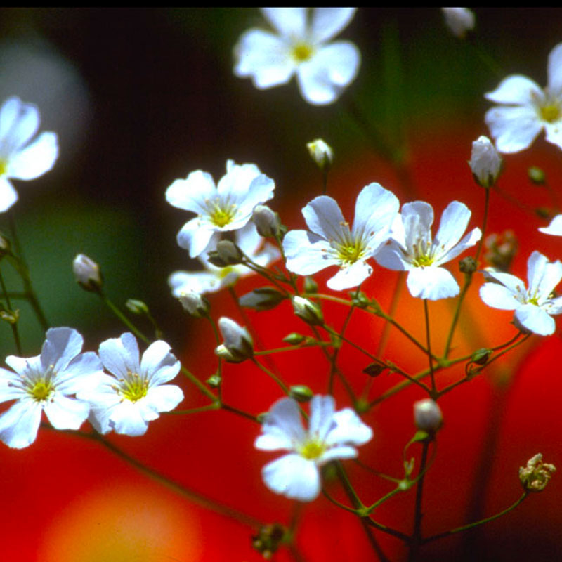 Baby's Breath (Seed pack)