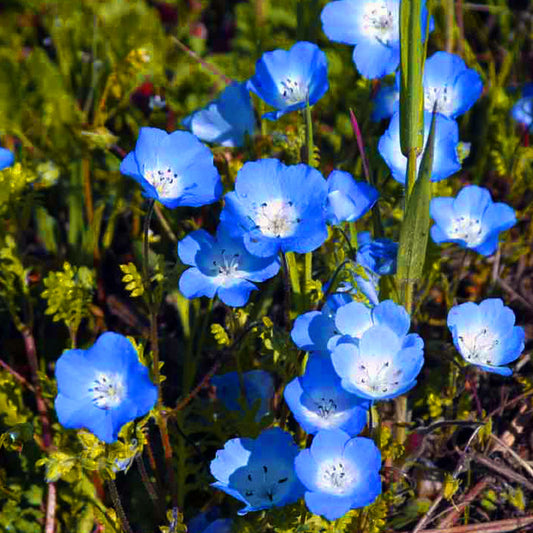 Baby Blue Eyes (Single Seed Pack)