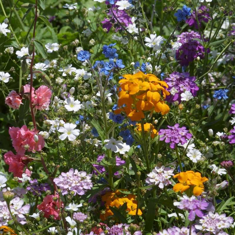 North American Shade Wildflower Mix (lb)