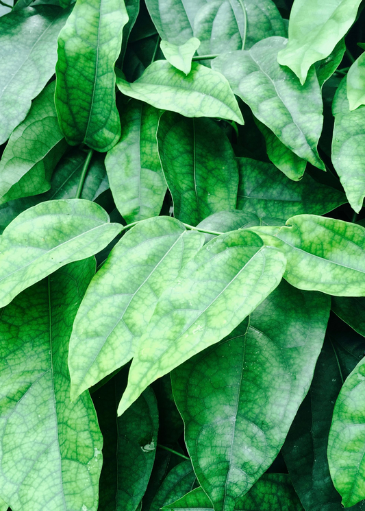 Yanang, Grass Jelly Vine (Tiliacora triandra)