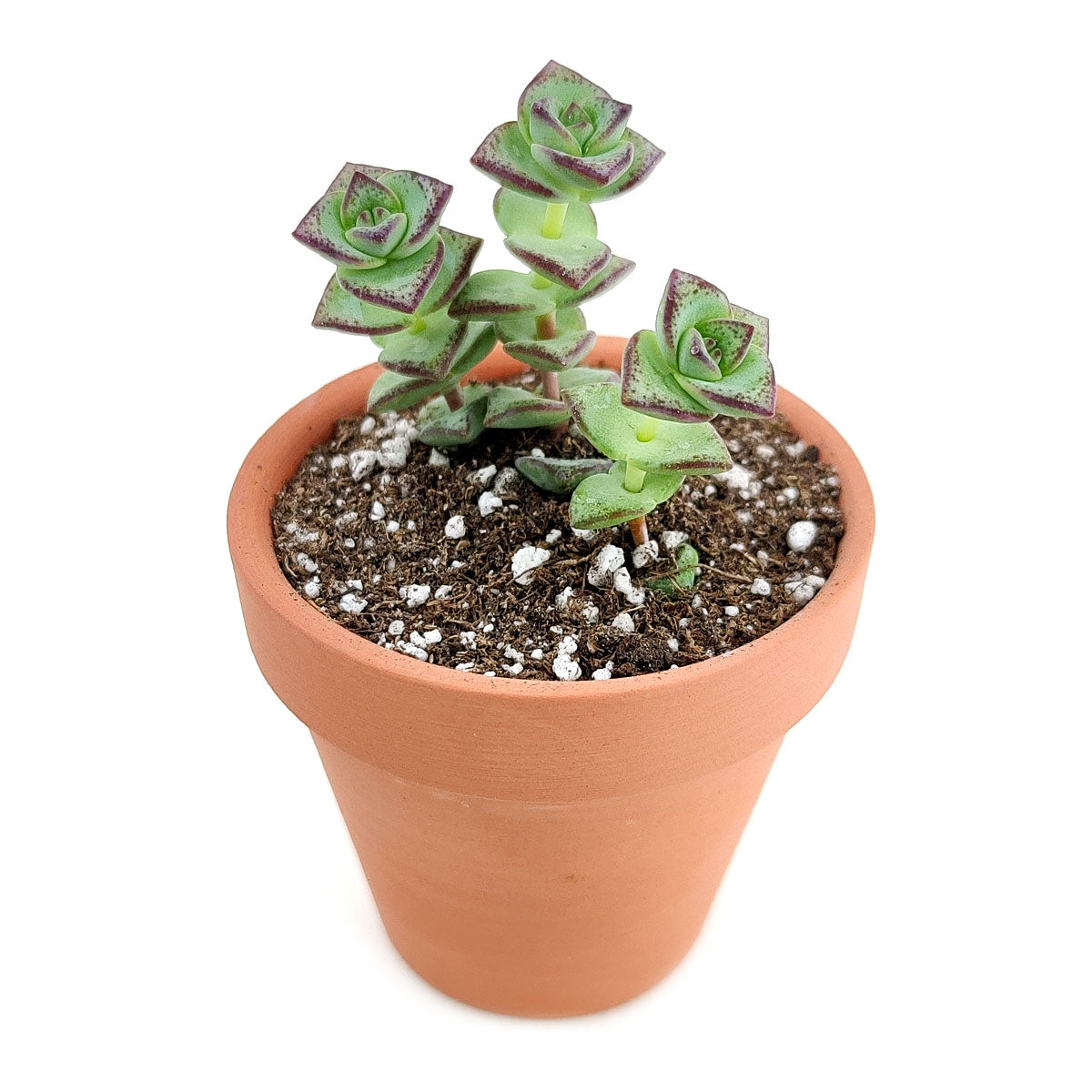 Crassula Tom Thumb Perforata