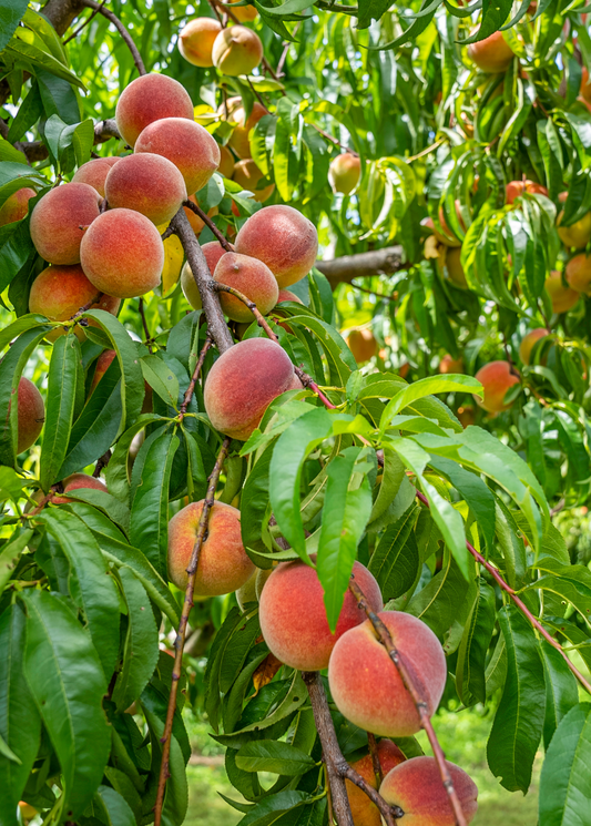 Peach 'Tropic Prince' (Prunus persica)